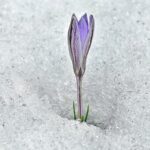 flower sprout from the ice covered ground