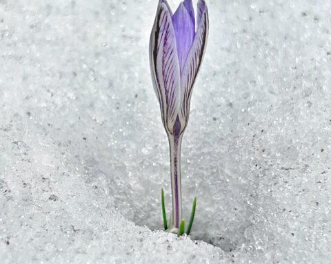 flower sprout from the ice covered ground