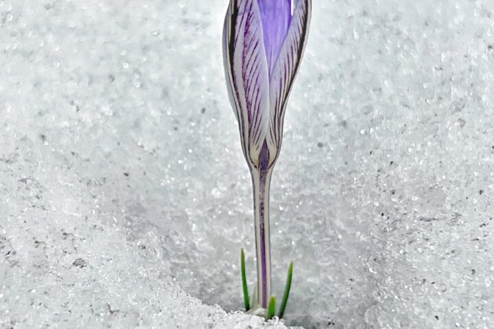 flower sprout from the ice covered ground