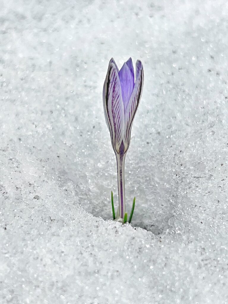 flower sprout from the ice covered ground