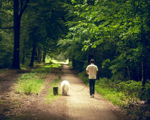 man walking dog in lush green forest path