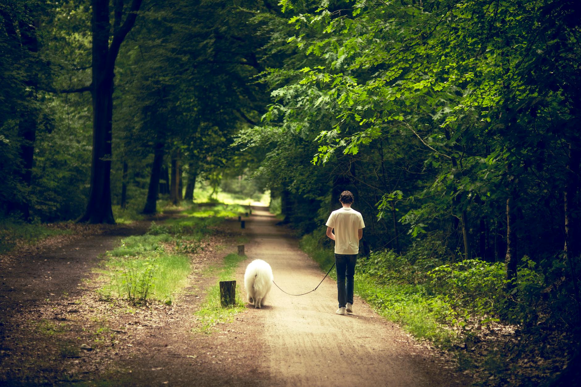 man walking dog in lush green forest path