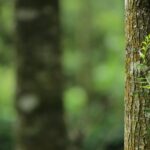 shallow focus photography of brown tree trunk