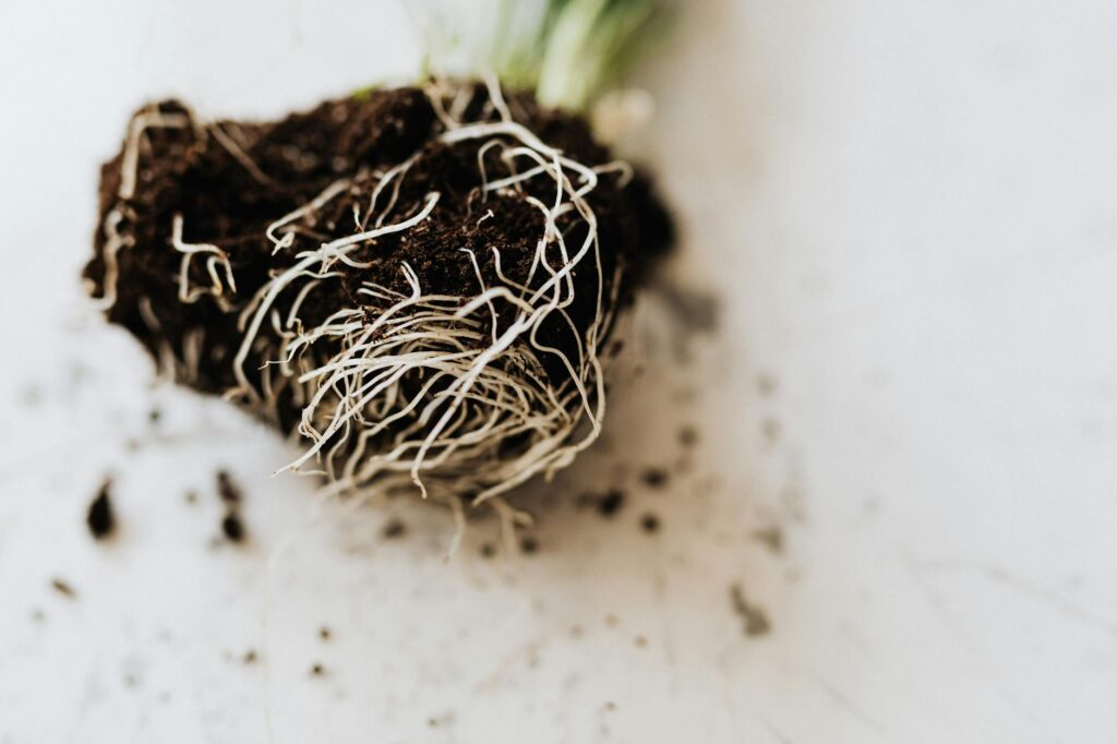 roots of green seedling with soil
