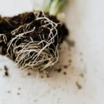 roots of green seedling with soil