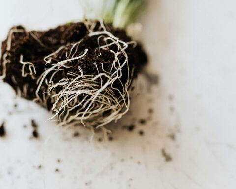 roots of green seedling with soil
