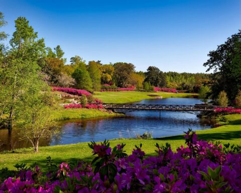 green leafed tree beside body of water during daytime