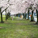 a cherry blossom alley
