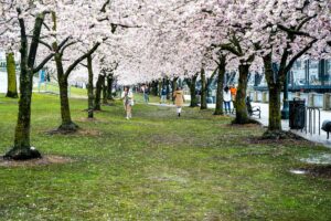 a cherry blossom alley