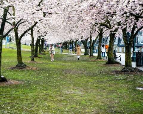 a cherry blossom alley