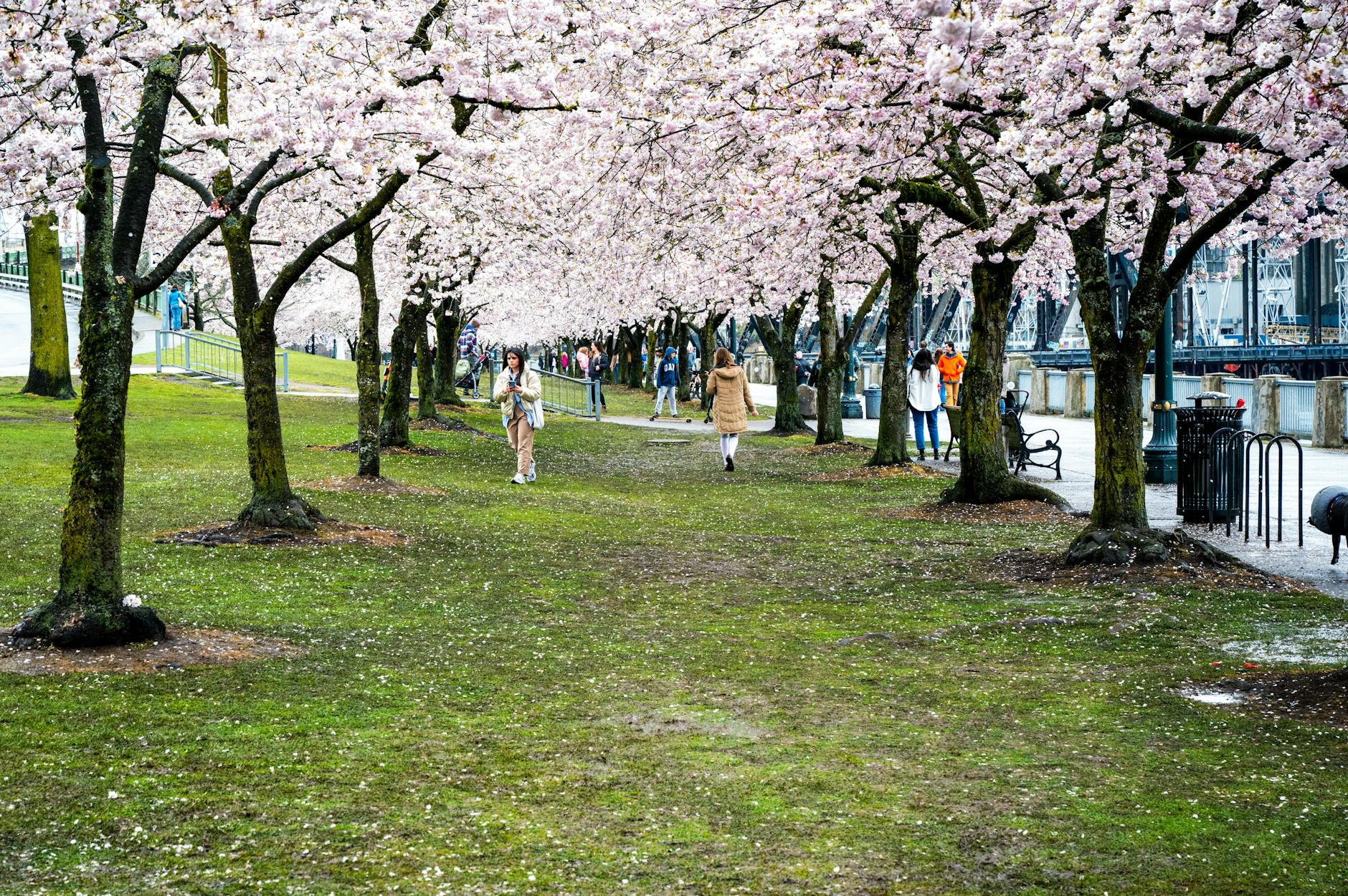 a cherry blossom alley
