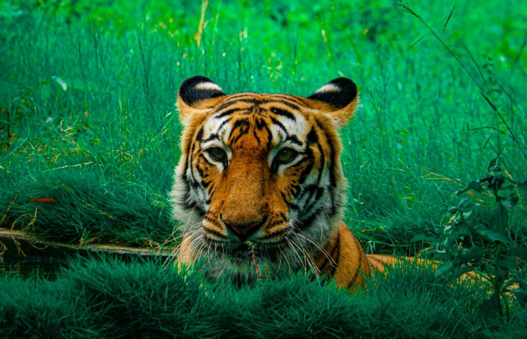 tiger lying on green grass