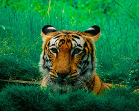 tiger lying on green grass